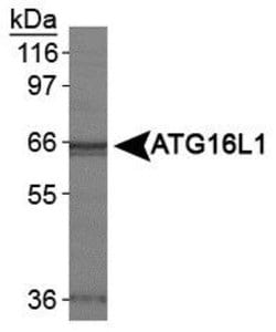 Invitrogen ATG16L1 Polyclonal Antibody 100 &mu;L; Unconjugated:Antibodies,