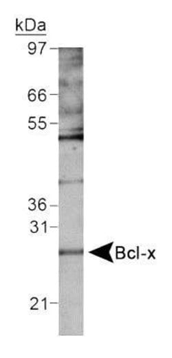 Invitrogen Bcl-X Polyclonal Antibody 100 &mu;L | Buy Online | Invitrogen&trade; | Fisher Scientific