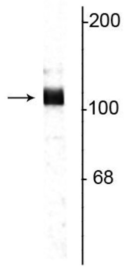 Invitrogen Amyloid Precursor Protein Polyclonal Antibody 100 &mu;L; Unconjugated:Antibodies,
