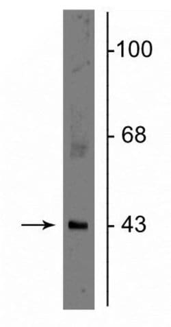 Invitrogen Connexin 43 Polyclonal Antibody 100 &mu;L; Unconjugated:Antibodies,
