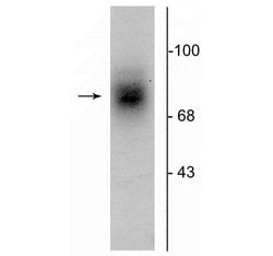 Invitrogen™ Dopamine Transporter Polyclonal Antibody