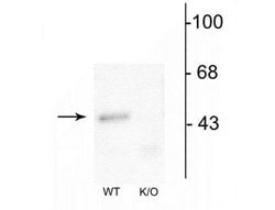 Invitrogen GABRA1 Polyclonal Antibody 100 &mu;L; Unconjugated:Antibodies,