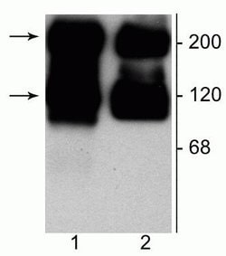 Invitrogen mGluR1/mGluR5 Polyclonal Antibody 100 &mu;L; Unconjugated:Antibodies,