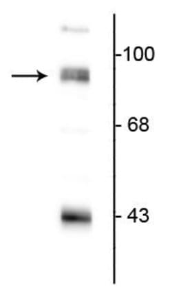 Invitrogen PSD-95 Polyclonal Antibody 100 &mu;L; Unconjugated:Antibodies,