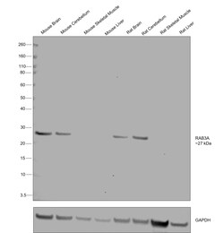 Invitrogen RAB3a Polyclonal Antibody 100 &mu;L; Unconjugated:Antibodies,