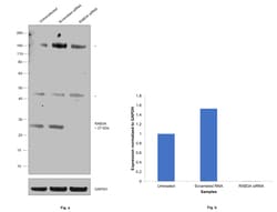 Invitrogen RAB3a Polyclonal Antibody 100 &mu;L; Unconjugated:Antibodies,