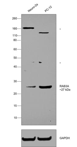 Invitrogen RAB3a Polyclonal Antibody 100 &mu;L; Unconjugated:Antibodies,