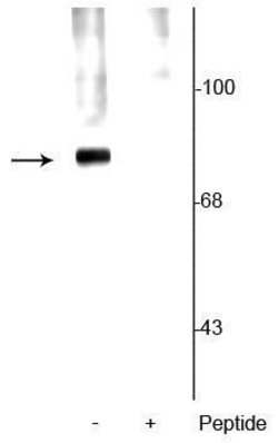Invitrogen Phospho-Synapsin 1 (Ser62, Ser67) Polyclonal Antibody 100 &mu;L;