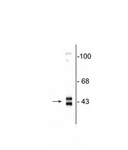 Invitrogen ERK1/ERK2 Polyclonal Antibody 100 &mu;L; Unconjugated:Antibodies,