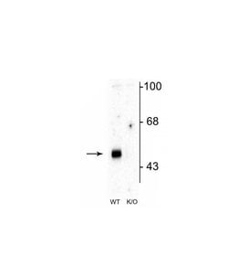Invitrogen GABRA2 Polyclonal Antibody 100 &mu;L; Unconjugated:Antibodies,
