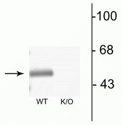 Invitrogen GABRA3 Polyclonal Antibody 100 &mu;L; Unconjugated:Antibodies,