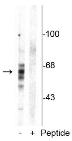 Invitrogen Phospho-Tau (Ser416) Polyclonal Antibody 100 &mu;L; Unconjugated:Antibodies,
