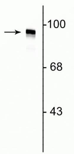Invitrogen Dynamin 1 Polyclonal Antibody 100 &mu;L; Unconjugated:Antibodies,