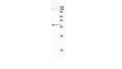 recA Polyclonal Antibody, Invitrogen 50 &mu;L; Unconjugated:Antibodies,