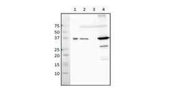 recA Polyclonal Antibody, Invitrogen 50 &mu;L; Unconjugated:Antibodies,