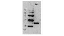 Invitrogen LexA Polyclonal Antibody 50 &mu;L | Buy Online | Invitrogen&trade; | Fisher Scientific