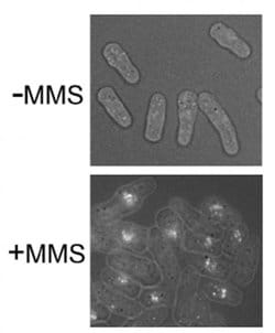 Invitrogen Rhp51 Polyclonal Antibody 100 &mu;L | Buy Online | Invitrogen&trade; | Fisher Scientific