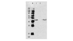 Invitrogen Rhp51 Polyclonal Antibody 100 &mu;L | Buy Online | Invitrogen&trade; | Fisher Scientific