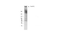 Invitrogen RANBP2 Polyclonal Antibody 100 &mu;L | Buy Online | Invitrogen&trade; | Fisher Scientific