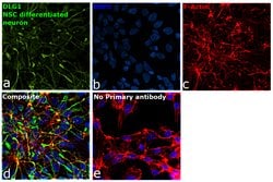 Invitrogen SAP97 Polyclonal Antibody 100 &mu;L; Unconjugated:Anticuerpos