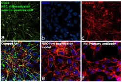 Invitrogen SAP97 Polyclonal Antibody 100 &mu;L; Unconjugated:Anticuerpos