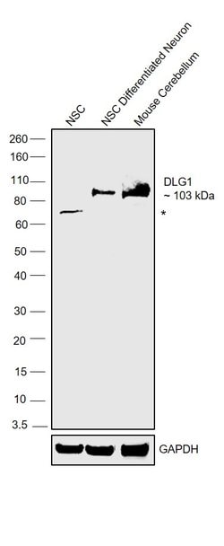 Invitrogen SAP97 Polyclonal Antibody 100 &mu;L; Unconjugated:Anticuerpos
