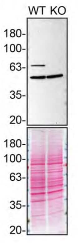 Invitrogen MUNC18 Polyclonal Antibody 100 &mu;g; Unconjugated:Antibodies,