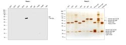 Invitrogen Goat anti-Human IgA Secondary Antibody, HRP 1 mL; HRP:Antibodies,