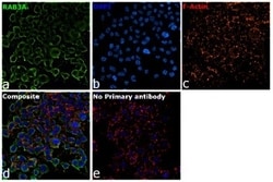 Invitrogen RAB3A Polyclonal Antibody 100 &mu;g; Unconjugated:Antibodies,