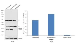 Invitrogen RAB3A Polyclonal Antibody 100 &mu;g; Unconjugated:Antibodies,