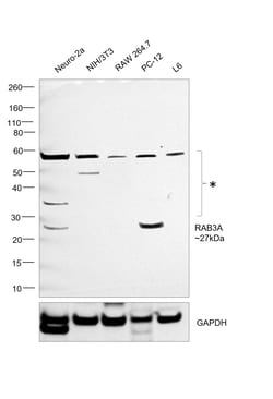 Invitrogen RAB3A Polyclonal Antibody 100 &mu;g; Unconjugated:Antibodies,