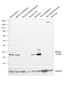 Invitrogen RAB3A Polyclonal Antibody 100 &mu;g; Unconjugated:Antibodies,