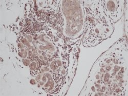 Invitrogen TGF alpha Polyclonal Antibody 100 &mu;g; Unconjugated:Antibodies,