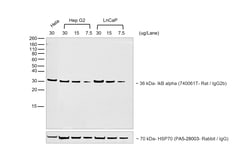 Invitrogen&trade;&nbsp;Goat anti-Rat IgG2b Secondary Antibody, HRP