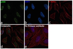 Invitrogen p300 Polyclonal Antibody 100 &mu;g; Unconjugated:Antibodies,