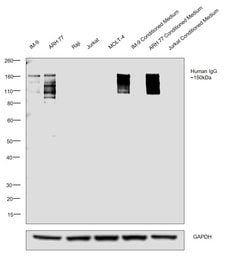 Invitrogen&trade;&nbsp;Goat anti-Human IgG Fc Secondary Antibody