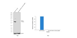 Invitrogen HDAC3 Polyclonal Antibody 100 &mu;g; Unconjugated:Antibodies,