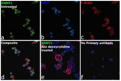 Invitrogen DNMT1 Polyclonal Antibody 100 &mu;g; Unconjugated:Antibodies,