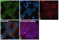 Invitrogen MECP2 Polyclonal Antibody 50 &mu;g; Unconjugated:Antibodies,