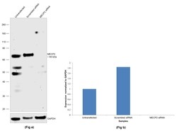 Invitrogen MECP2 Polyclonal Antibody 50 &mu;g; Unconjugated:Antibodies,