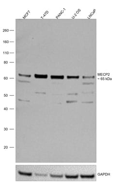 Invitrogen MECP2 Polyclonal Antibody 50 &mu;g; Unconjugated:Antibodies,