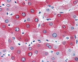 Invitrogen Golgi protein 58k Polyclonal Antibody 100 &mu;g; Unconjugated:Antibodies,