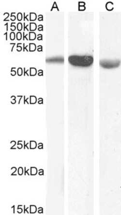 Invitrogen Golgi protein 58k Polyclonal Antibody 100 &mu;g; Unconjugated:Antibodies,