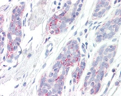 Invitrogen ERAB Polyclonal Antibody 100 &mu;g; Unconjugated:Antibodies,