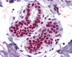 Invitrogen APE1 Polyclonal Antibody 100 &mu;g; Unconjugated:Antibodies,