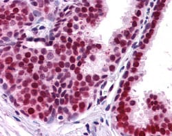 Invitrogen APE1 Polyclonal Antibody 100 &mu;g; Unconjugated:Antibodies,