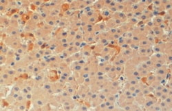 PYCARD Polyclonal Antibody:Antibodies, Polyclonal