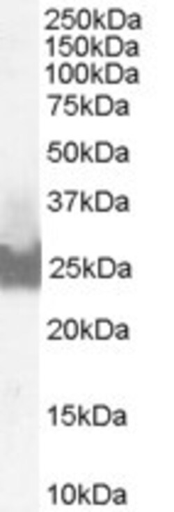 Invitrogen BID Polyclonal Antibody 100 &mu;g; Unconjugated:Antibodies,