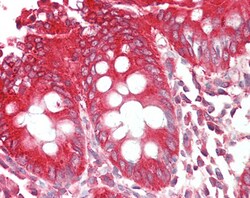 Invitrogen Bif1 Polyclonal Antibody 100 &mu;g | Buy Online | Invitrogen&trade; | Fisher Scientific