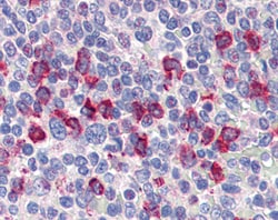 Invitrogen CD14 Polyclonal Antibody 100 &mu;g; Unconjugated:Antibodies,